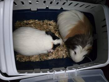 Rescue Guinea Pig Guinea Pigs for Adoption in Idaho Falls, Idaho - Charlotte And Pickles | PetCurious
